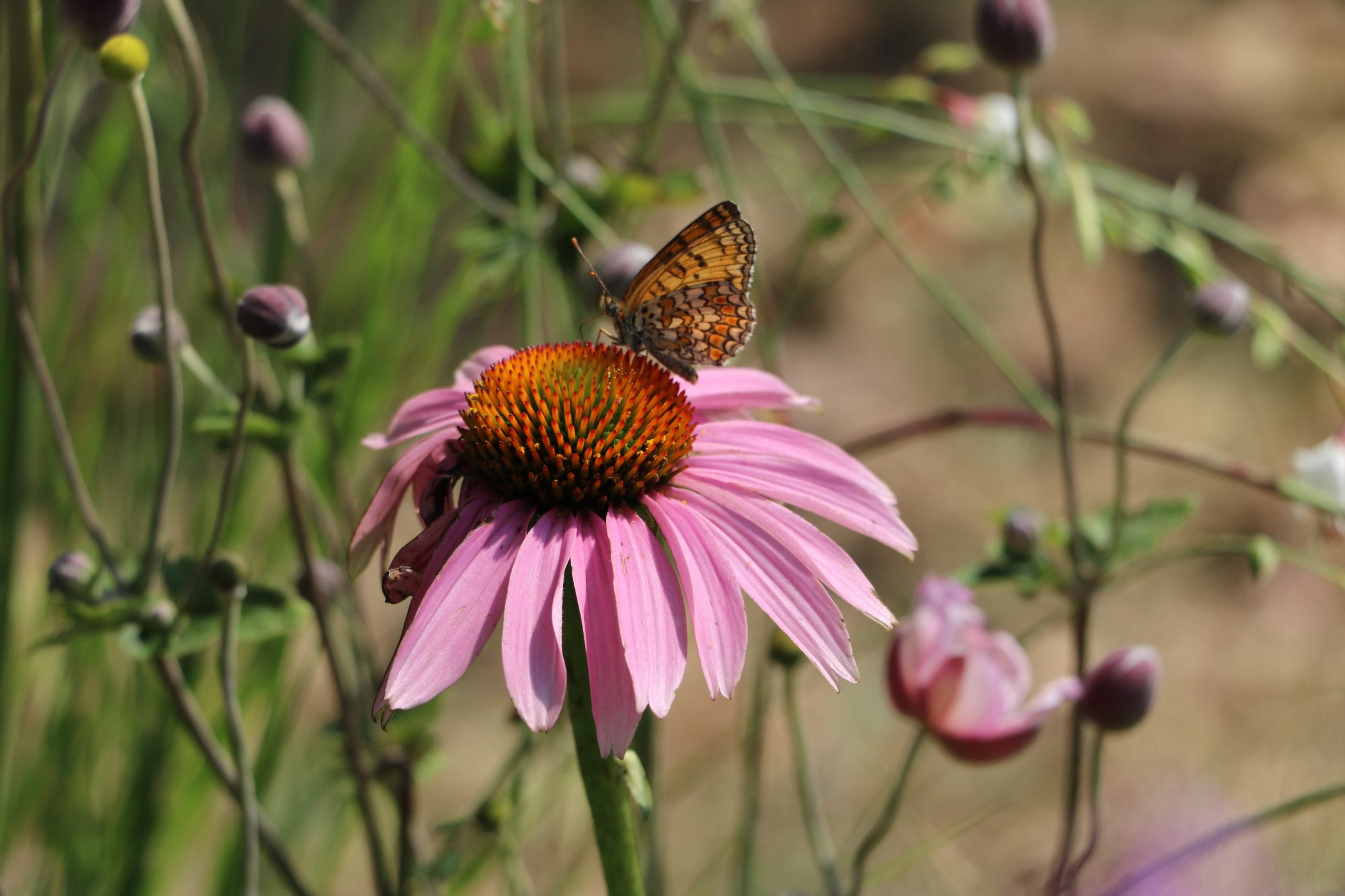 Effetto farfalla, Giardinieri rispettosi della Biodiversità